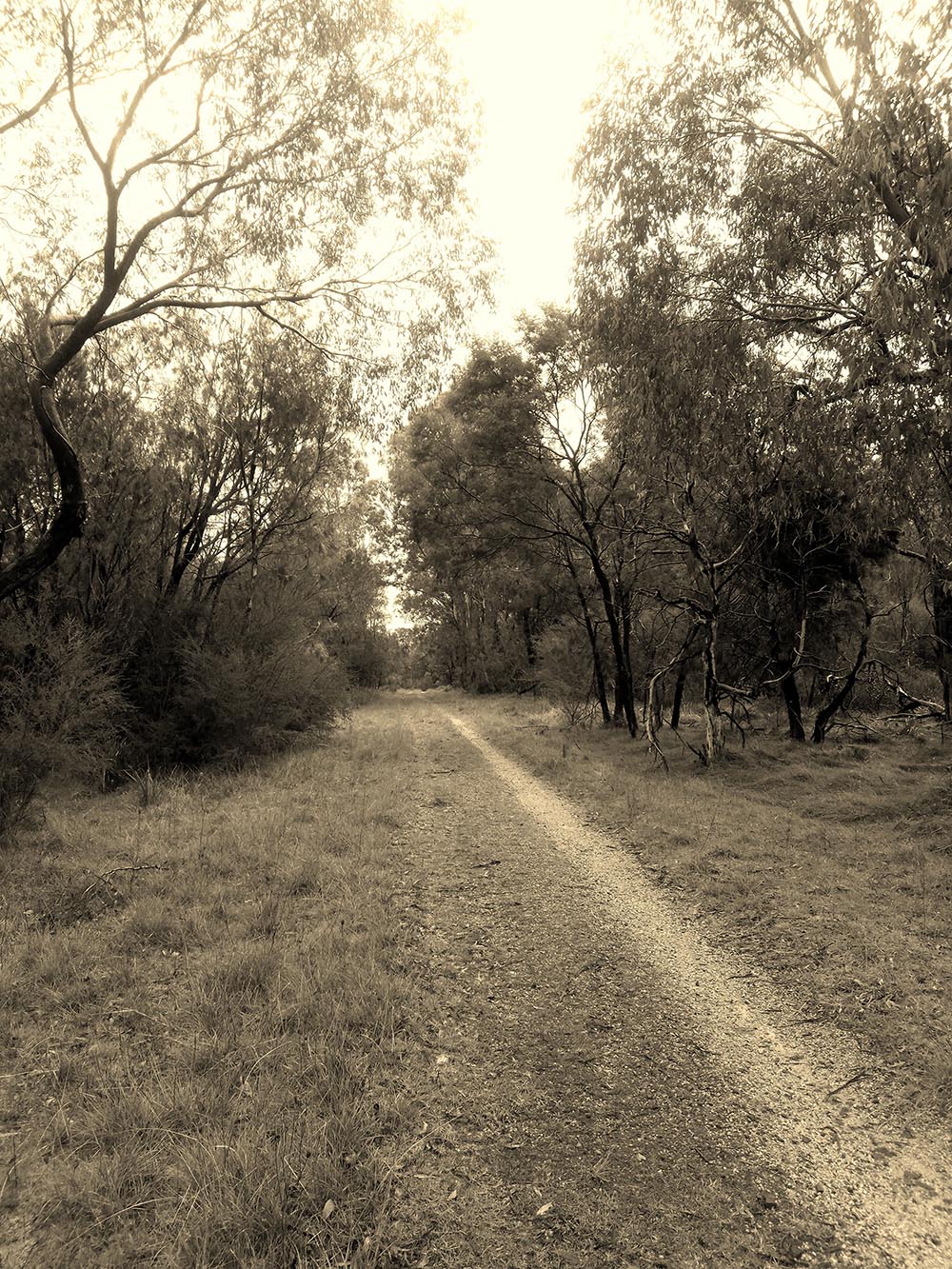photo of scrubby landscape typical of precolonial Rowville
