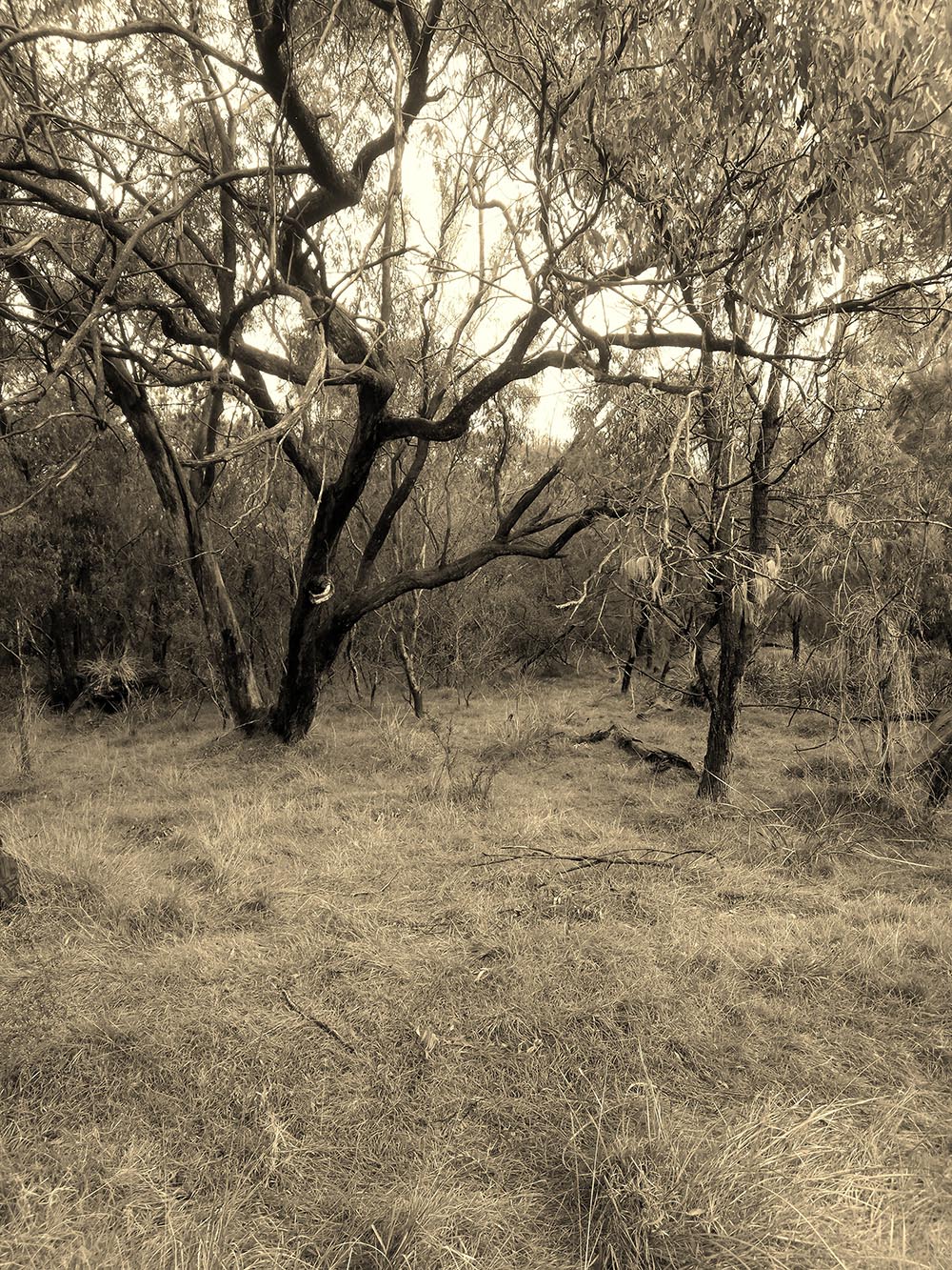 photo of scrubby landscape typical of precolonial Rowville