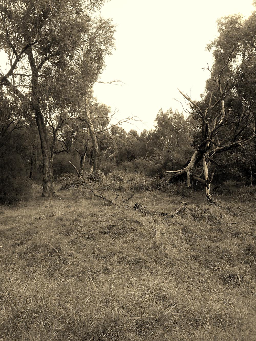 photo of scrubby landscape typical of precolonial Rowville